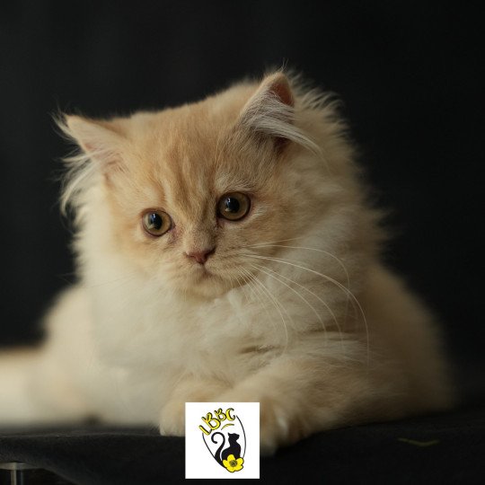 Zora du bois des calthas Femelle British Longhair