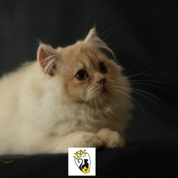 chaton British Longhair Zora Chatterie du Bois des Calthas