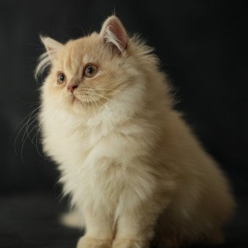 chaton British Longhair Zora Chatterie du Bois des Calthas