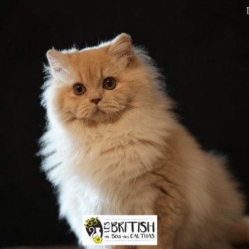 chat British Longhair ZORA Chatterie du Bois des Calthas
