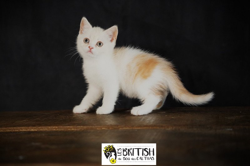 Arnold du bois des calthas Mâle British Shorthair