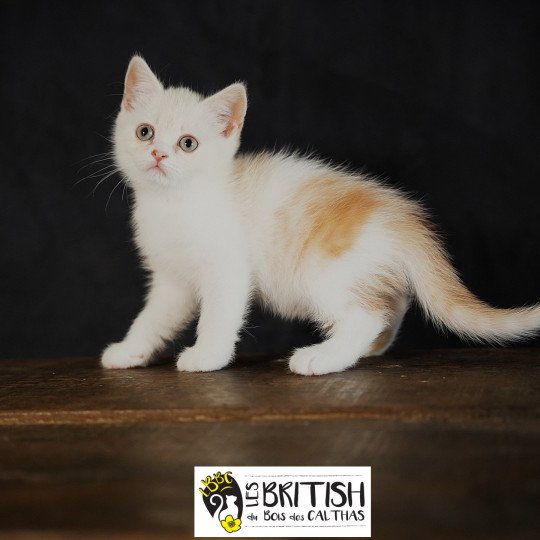 Arnold du bois des calthas Mâle British Shorthair