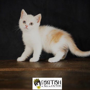 chaton British Shorthair red smoke bicolor Arnold Chatterie du Bois des Calthas