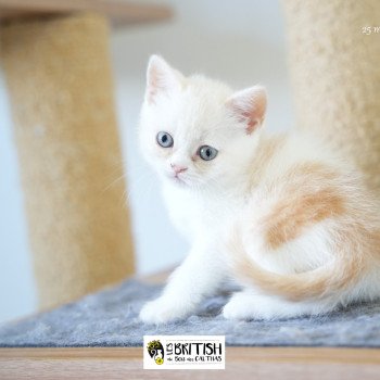 chaton British Shorthair red smoke bicolor Arnold Chatterie du Bois des Calthas