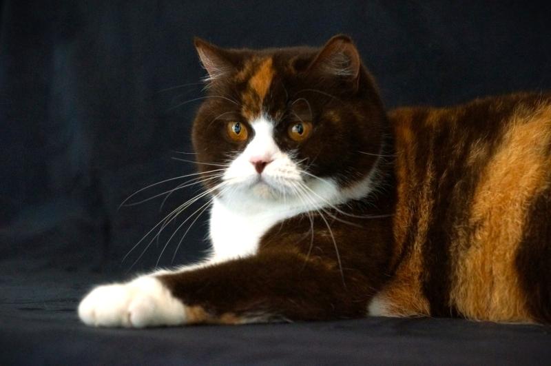 BAMBINA FROM AREA SACRA Femelle British Shorthair