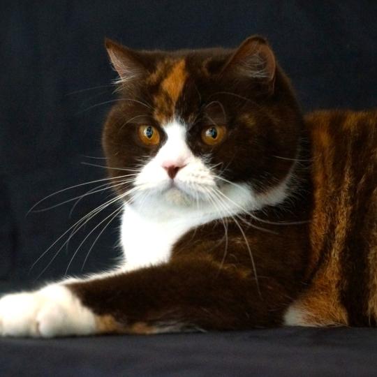 BAMBINA FROM AREA SACRA Femelle British Shorthair
