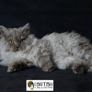 chaton Selkirk Rex Longhair black Alba Chatterie du Bois des Calthas chaton Selkirk Rex Longhair black Alba Chatterie du Bois des Calthas