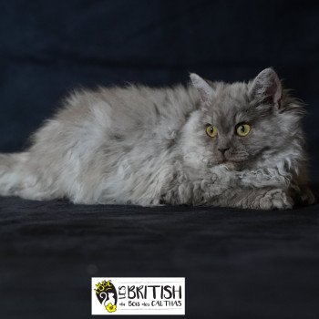 chaton Selkirk Rex Longhair black Alba Chatterie du Bois des Calthas chaton Selkirk Rex Longhair black Alba Chatterie du Bois des Calthas