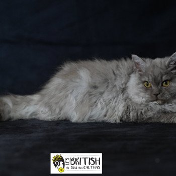 chaton Selkirk Rex Longhair black Alba Chatterie du Bois des Calthas chaton Selkirk Rex Longhair black Alba Chatterie du Bois des Calthas