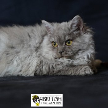 chaton Selkirk Rex Longhair black Alba Chatterie du Bois des Calthas chaton Selkirk Rex Longhair black Alba Chatterie du Bois des Calthas