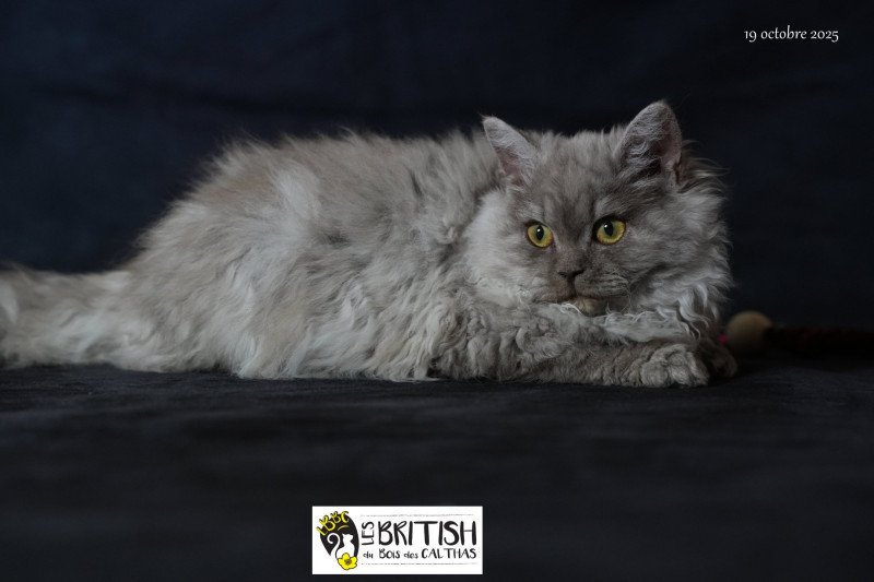 Aphrodite du bois des calthas Femelle Selkirk Rex Longhair Aphrodite du bois des calthas Femelle Selkirk Rex Longhair