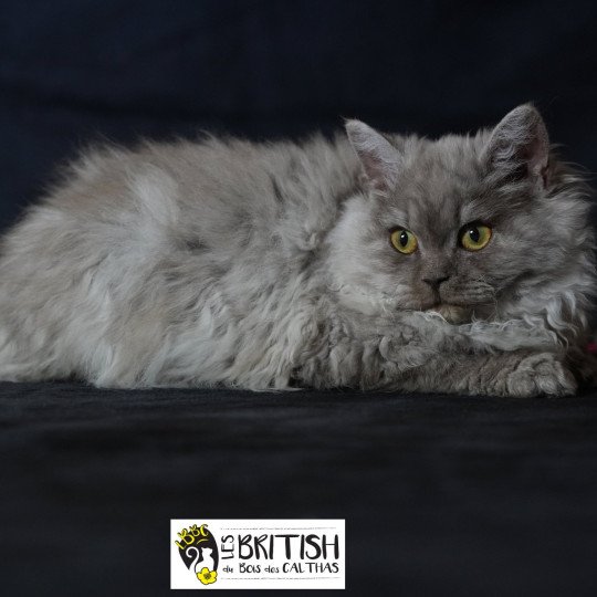 Aphrodite du bois des calthas Femelle Selkirk Rex Longhair