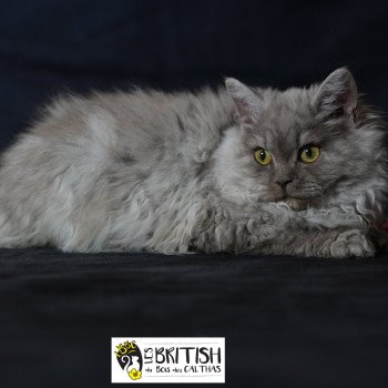 chaton Selkirk Rex Longhair black Alba Chatterie du Bois des Calthas chaton Selkirk Rex Longhair black Alba Chatterie du Bois des Calthas