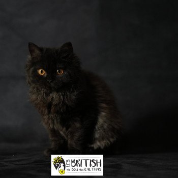 chaton Selkirk Rex Longhair black Alba Chatterie du Bois des Calthas chaton Selkirk Rex Longhair black Alba Chatterie du Bois des Calthas