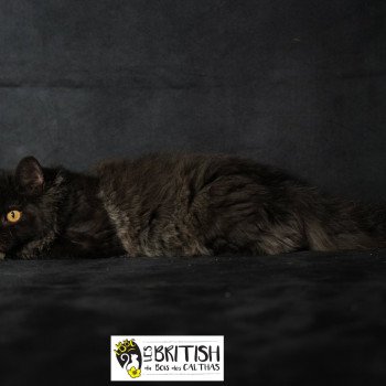 chaton Selkirk Rex Longhair black Alba Chatterie du Bois des Calthas chaton Selkirk Rex Longhair black Alba Chatterie du Bois des Calthas
