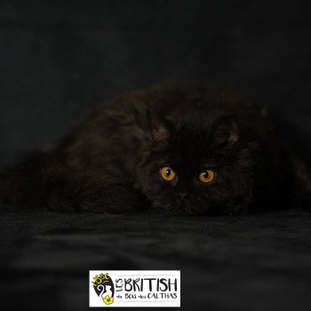 chaton Selkirk Rex Longhair black Alba Chatterie du Bois des Calthas chaton Selkirk Rex Longhair black Alba Chatterie du Bois des Calthas