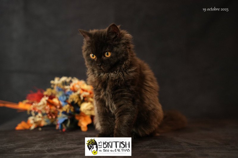 Alba du bois des calthas Femelle Selkirk Rex Longhair Alba du bois des calthas Femelle Selkirk Rex Longhair