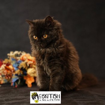chaton Selkirk Rex Longhair black Alba Chatterie du Bois des Calthas chaton Selkirk Rex Longhair black Alba Chatterie du Bois des Calthas