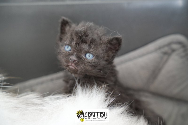 ALYSS-BLACK du bois des calthas Femelle Selkirk Rex Longhair ALYSS-BLACK du bois des calthas Femelle Selkirk Rex Longhair
