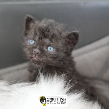 chaton Selkirk Rex Longhair black ALYSS-BLACK Chatterie du Bois des Calthas chaton Selkirk Rex Longhair black ALYSS-BLACK Chatterie du Bois des Calthas