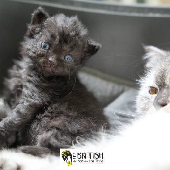 chaton Selkirk Rex Longhair black ALYSS-BLACK Chatterie du Bois des Calthas chaton Selkirk Rex Longhair black ALYSS-BLACK Chatterie du Bois des Calthas