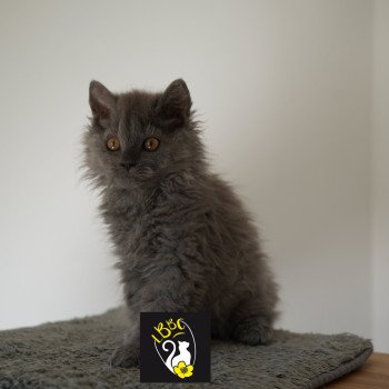 chaton Selkirk Rex Longhair blue Anaée Chatterie du Bois des Calthas chaton Selkirk Rex Longhair blue Anaée Chatterie du Bois des Calthas