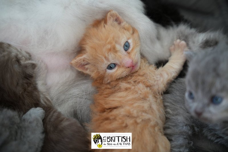 Andromaque II du bois des calthas Mâle Selkirk Rex Longhair