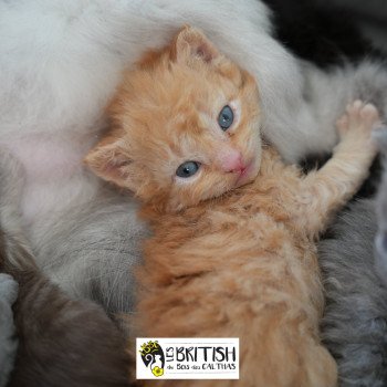 chaton Selkirk Rex Longhair red Andromaque II Chatterie du Bois des Calthas chaton Selkirk Rex Longhair red Andromaque II Chatterie du Bois des Calthas