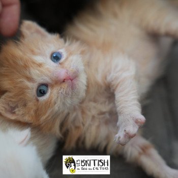 chaton Selkirk Rex Longhair red Andromaque II Chatterie du Bois des Calthas chaton Selkirk Rex Longhair red Andromaque II Chatterie du Bois des Calthas