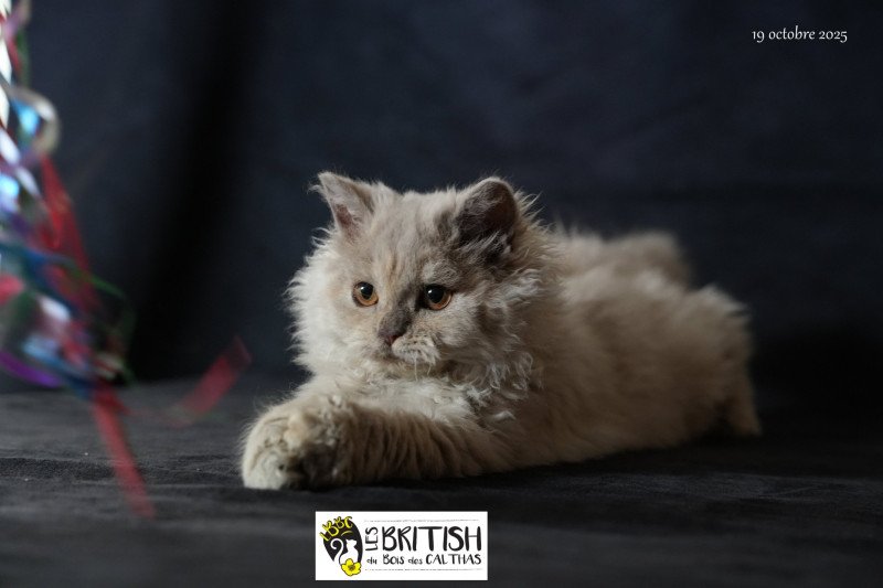Anila du bois des calthas Femelle Selkirk Rex Longhair Anila du bois des calthas Femelle Selkirk Rex Longhair