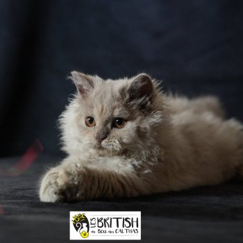 chaton Selkirk Rex Longhair Anila Chatterie du Bois des Calthas chaton Selkirk Rex Longhair Anila Chatterie du Bois des Calthas