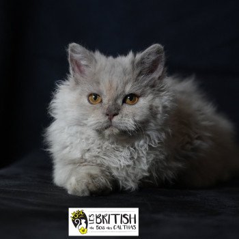 chaton Selkirk Rex Longhair Anila Chatterie du Bois des Calthas chaton Selkirk Rex Longhair Anila Chatterie du Bois des Calthas