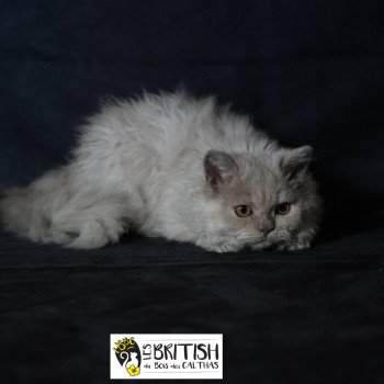 chaton Selkirk Rex Longhair Anila Chatterie du Bois des Calthas chaton Selkirk Rex Longhair Anila Chatterie du Bois des Calthas