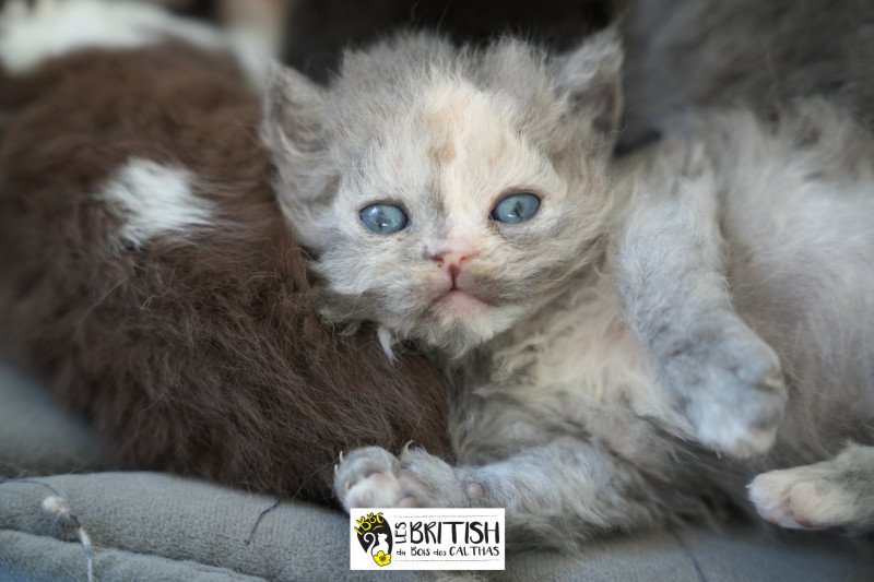 ARCANIA IN BLUE du bois des calthas Femelle Selkirk Rex Longhair