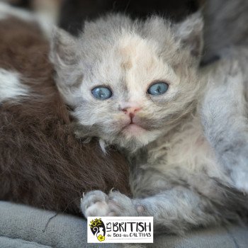 chaton Selkirk Rex Longhair blue tortie smoke ARCANIA IN BLUE Chatterie du Bois des Calthas chaton Selkirk Rex Longhair blue tortie smoke ARCANIA IN BLUE Chatterie du Bois des Calthas