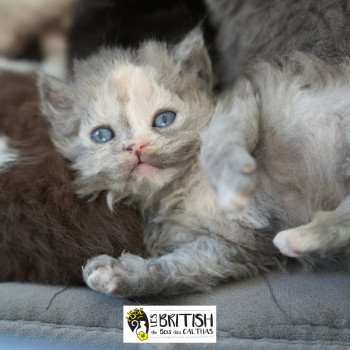 chaton Selkirk Rex Longhair blue tortie smoke ARCANIA IN BLUE Chatterie du Bois des Calthas chaton Selkirk Rex Longhair blue tortie smoke ARCANIA IN BLUE Chatterie du Bois des Calthas