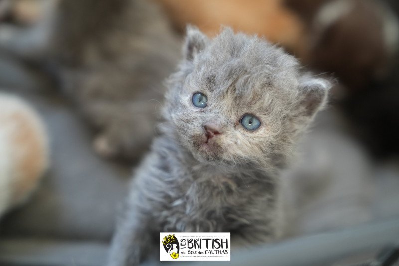 ARMENIA-SKY du bois des calthas Femelle Selkirk Rex Longhair