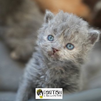 chaton Selkirk Rex Longhair blue tortie smoke ARMENIA-SKY Chatterie du Bois des Calthas chaton Selkirk Rex Longhair blue tortie smoke ARMENIA-SKY Chatterie du Bois des Calthas