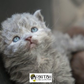 chaton Selkirk Rex Longhair blue tortie smoke ARMENIA-SKY Chatterie du Bois des Calthas chaton Selkirk Rex Longhair blue tortie smoke ARMENIA-SKY Chatterie du Bois des Calthas