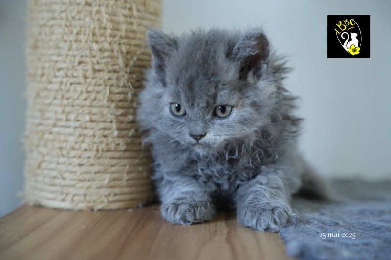 Arménia-sky du bois des calthas Femelle Selkirk Rex Longhair