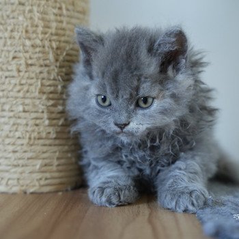 chaton Selkirk Rex Longhair blue tortie smoke Arménia-sky Chatterie du Bois des Calthas chaton Selkirk Rex Longhair blue tortie smoke Arménia-sky Chatterie du Bois des Calthas