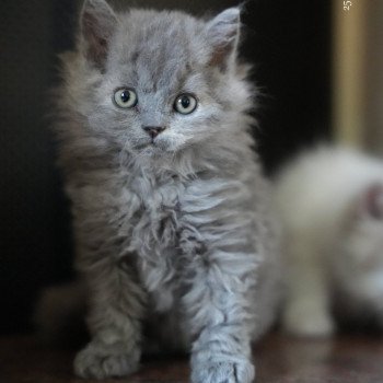 chaton Selkirk Rex Longhair blue tortie smoke Arménia-sky Chatterie du Bois des Calthas chaton Selkirk Rex Longhair blue tortie smoke Arménia-sky Chatterie du Bois des Calthas