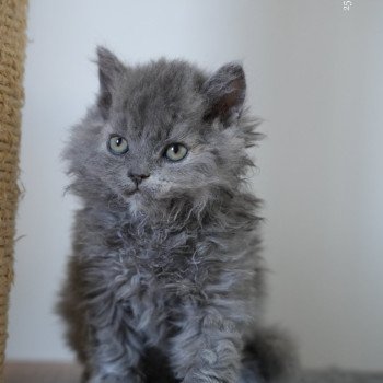 chaton Selkirk Rex Longhair blue tortie smoke Arménia-sky Chatterie du Bois des Calthas chaton Selkirk Rex Longhair blue tortie smoke Arménia-sky Chatterie du Bois des Calthas