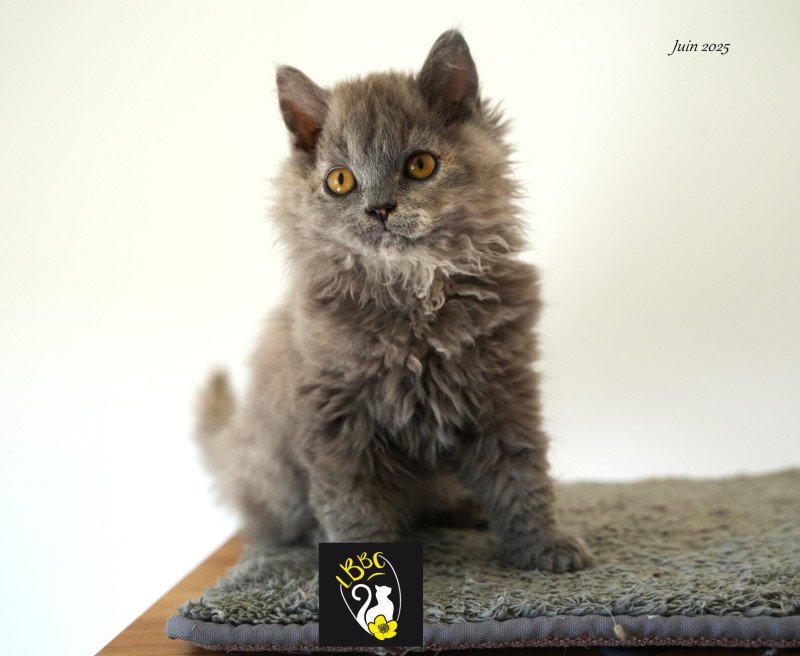 Arménia-sky du bois des calthas Femelle Selkirk Rex Longhair Arménia-sky du bois des calthas Femelle Selkirk Rex Longhair
