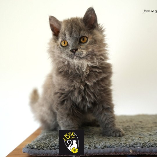 Arménia-sky du bois des calthas Femelle Selkirk Rex Longhair