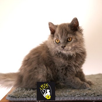 chaton Selkirk Rex Longhair blue tortie smoke Arménia-sky Chatterie du Bois des Calthas chaton Selkirk Rex Longhair blue tortie smoke Arménia-sky Chatterie du Bois des Calthas