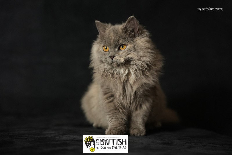 Arménia-sky du bois des calthas Femelle Selkirk Rex Longhair Arménia-sky du bois des calthas Femelle Selkirk Rex Longhair