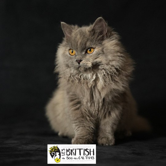 Arménia-sky du bois des calthas Femelle Selkirk Rex Longhair