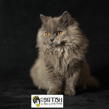 chaton Selkirk Rex Longhair blue tortie smoke Arménia-sky Chatterie du Bois des Calthas chaton Selkirk Rex Longhair blue tortie smoke Arménia-sky Chatterie du Bois des Calthas