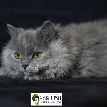 chaton Selkirk Rex Longhair blue tortie smoke Arménia-sky Chatterie du Bois des Calthas chaton Selkirk Rex Longhair blue tortie smoke Arménia-sky Chatterie du Bois des Calthas